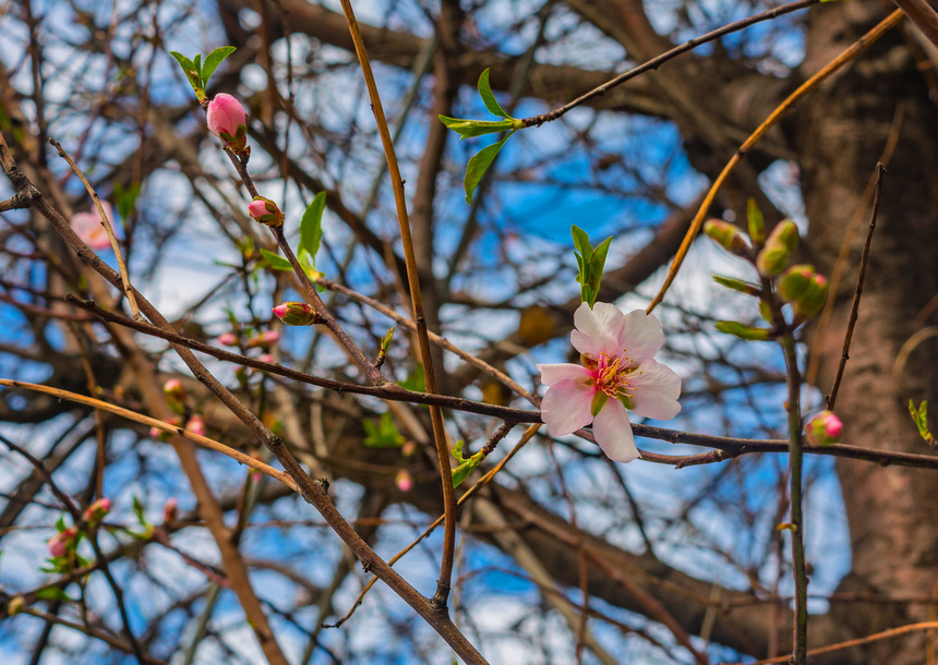 Цветение миндаля на Кипре — признак наступающей весны! : фото 15