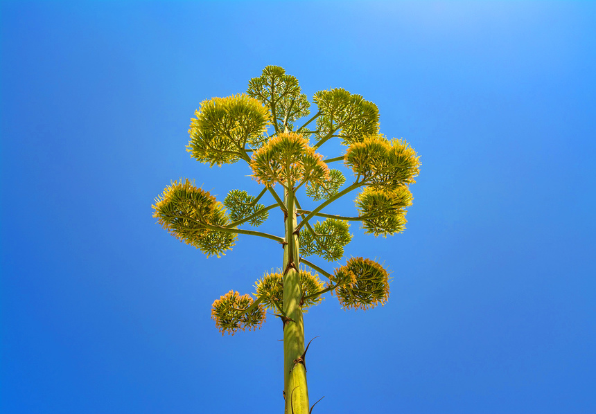 Агава — чрезвычайно полезное и уникальное кипрское растение: фото 13