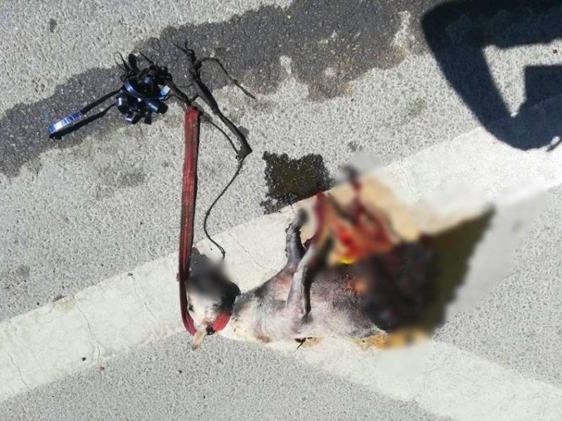 В Лимассоле зверски убили собаку и бросили ее на дороге: фото 3