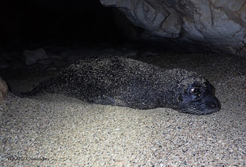 Самка тюленя оплыла Кипр в поисках жениха: фото 2