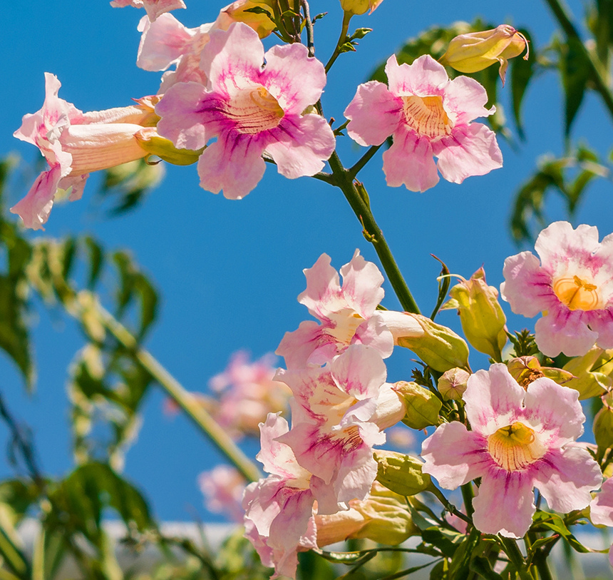Подранея Рикасоля - кипрская лиана с розовыми колокольчиками: фото 2