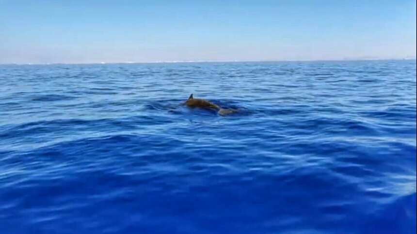 кит клюворыл в Средизесном море