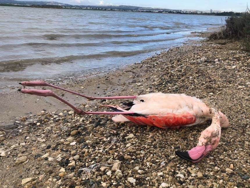 На Кипре умер розовый фламинго: фото 2