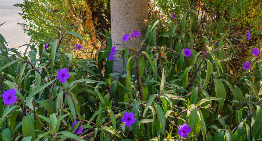 Кипрская руэллия с декоративными бархатистыми цветами: фото 9