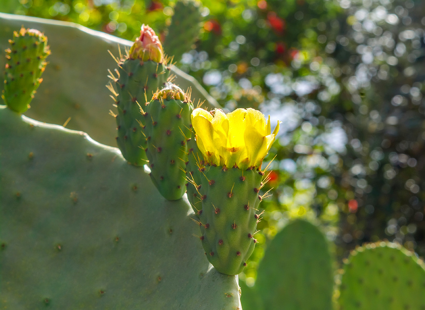 На Кипре цветет вкусный кактус опунция! : фото 23