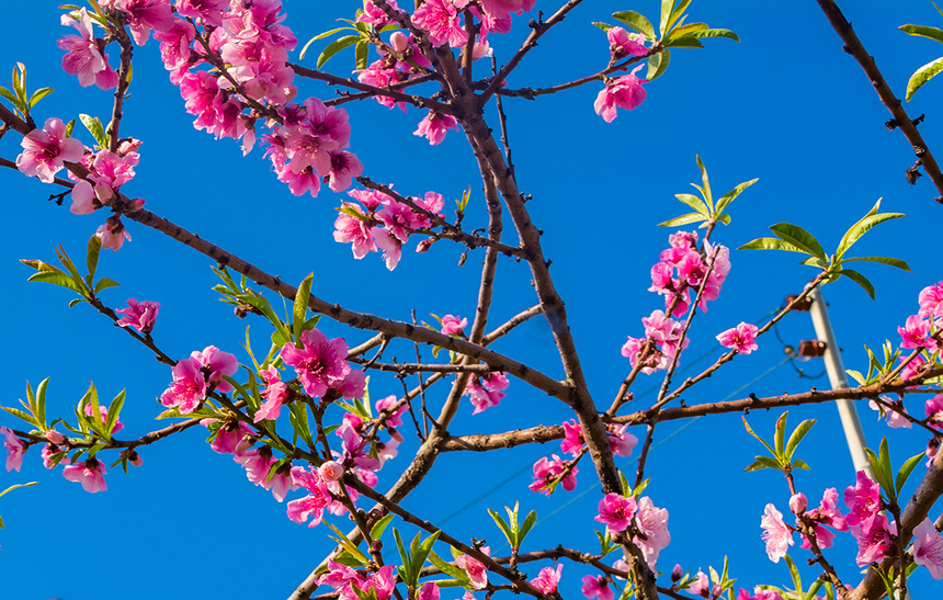 Сказочное цветение персиковых деревьев на Кипре!: фото 2