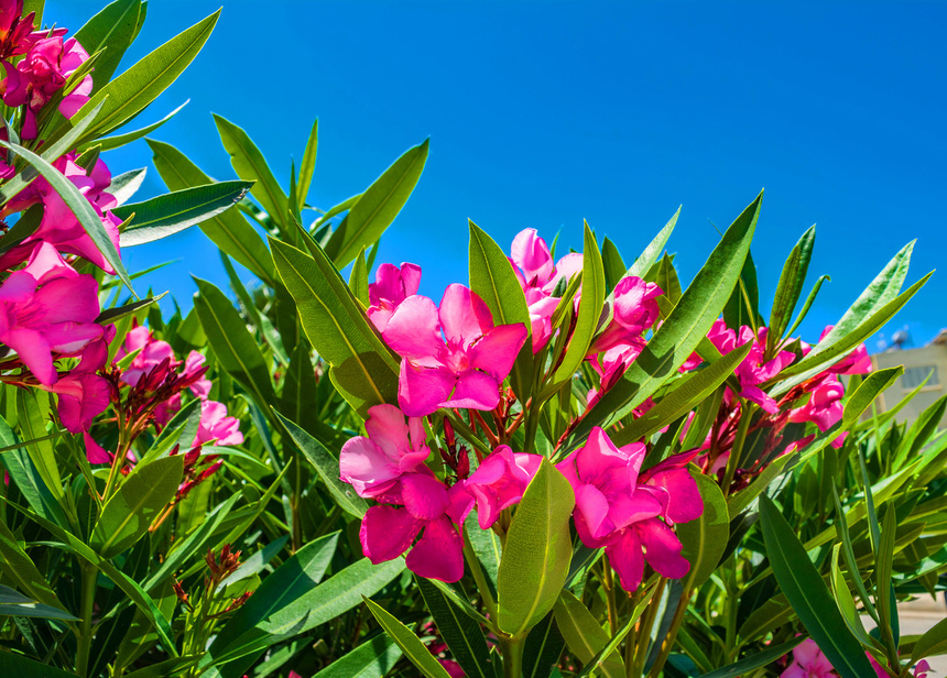Олеандр — кипрский цветок-загадка: фото 3