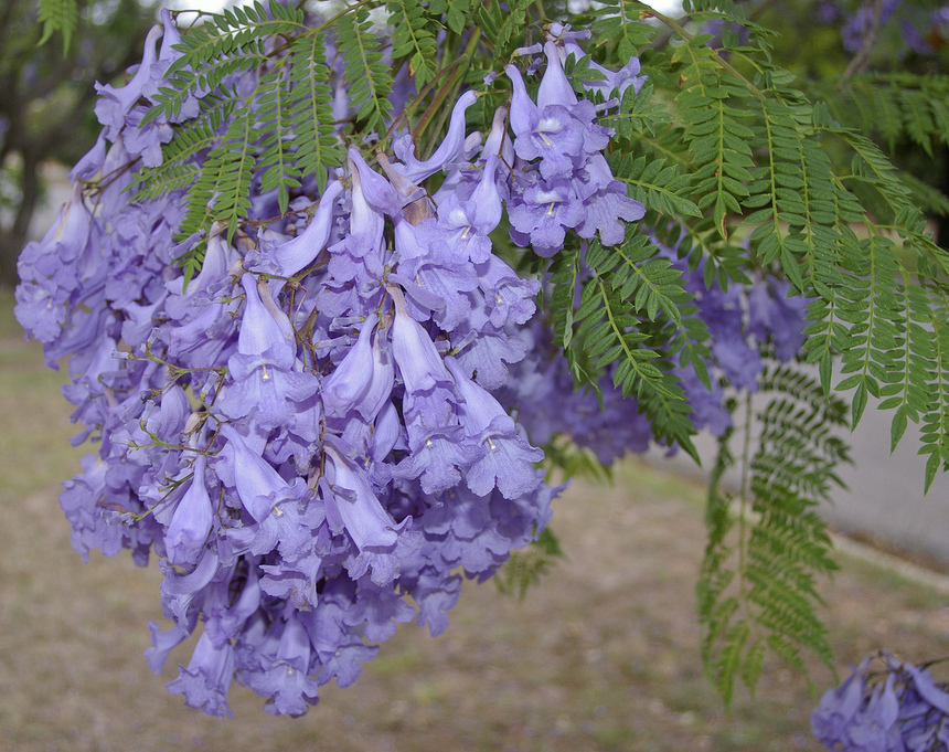 Безудержные колокольчики: весной на Кипре цветет жакаранда: фото 17