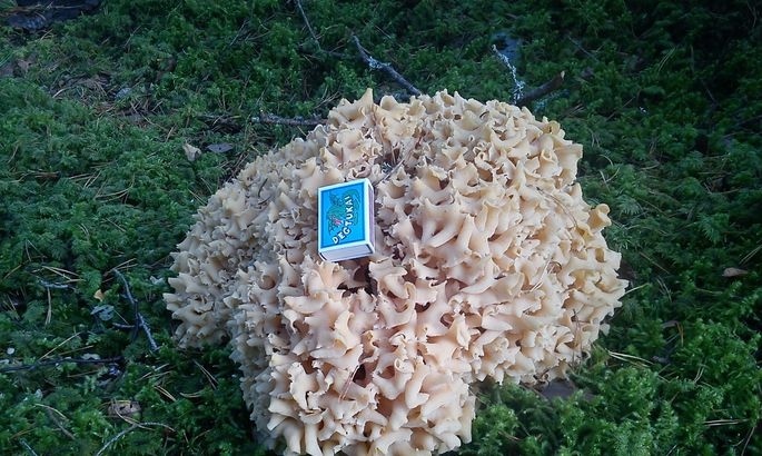 Вот это да! На Кипре нашли редкий гриб весом 2,5 килограмма: фото 3