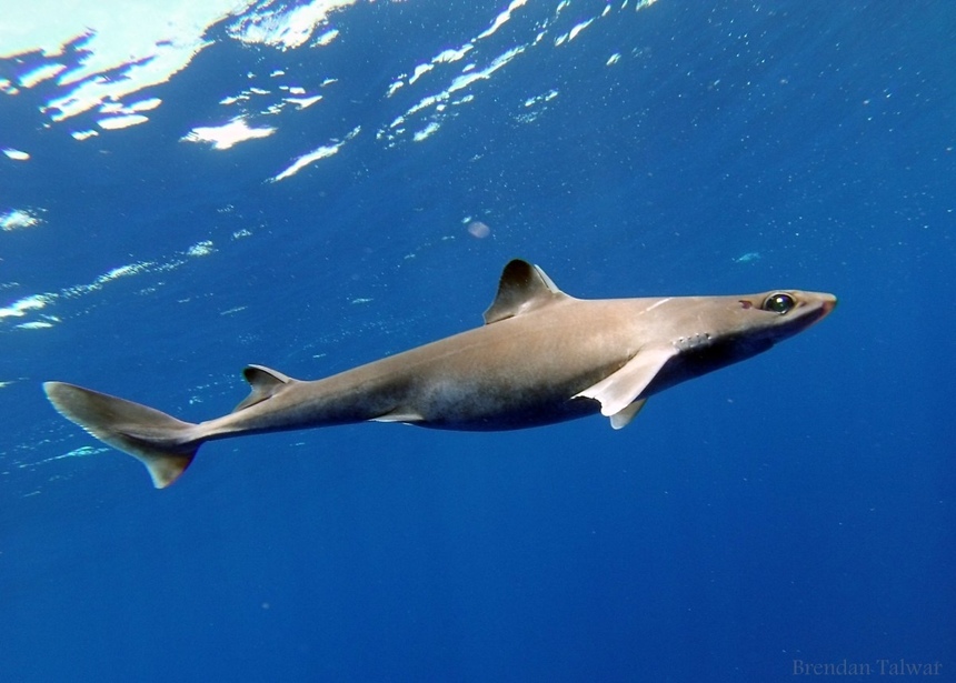 Знакомьтесь: акулы, которых можно встретить у берегов Кипра: фото 5