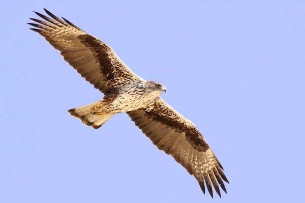 Кипрский орел: фото 34