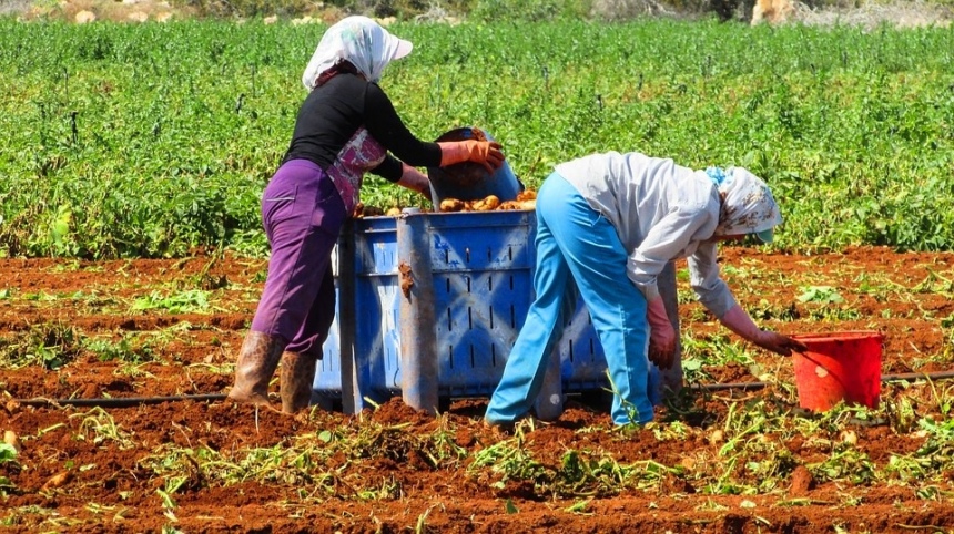 Кипрские фермеры не в силах удовлетворить растущий в ЕС спрос на картофель: фото 2