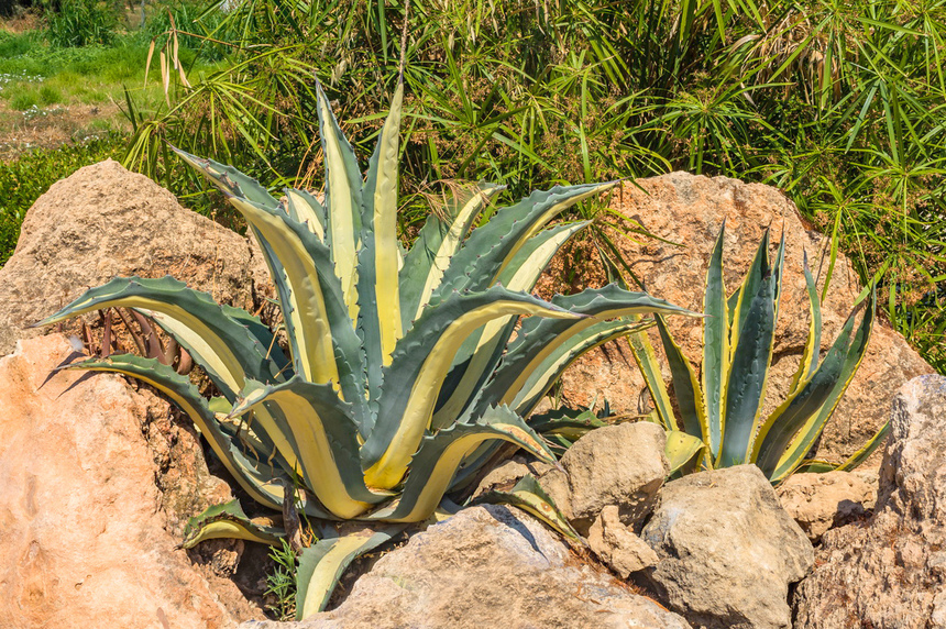 Агава — чрезвычайно полезное и уникальное кипрское растение: фото 3