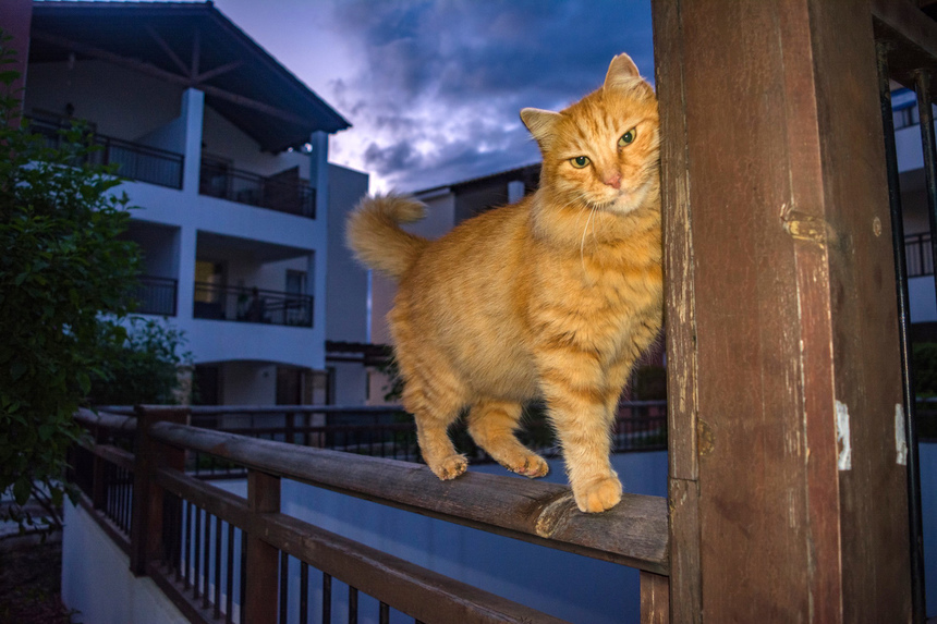 Пушистое чудо: кипрские кошки, которые не оставят равнодушным абсолютно никого!: фото 34