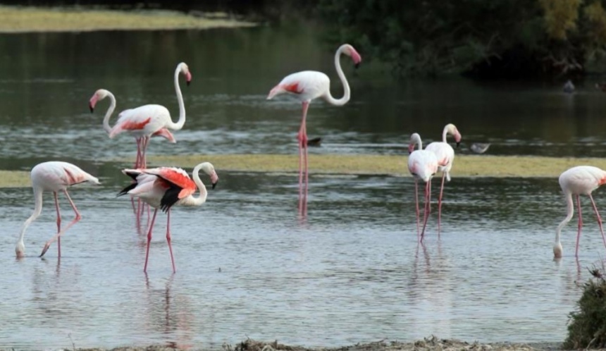 На Кипр прилетели фламинго: фото 5