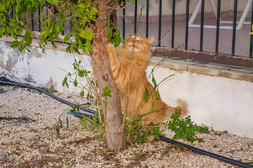 Пушистое чудо: кипрские кошки, которые не оставят равнодушным абсолютно никого!: фото 21