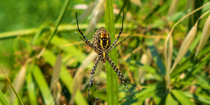 Аргиопа — кипрский ядовитый паук-оса: фото 2