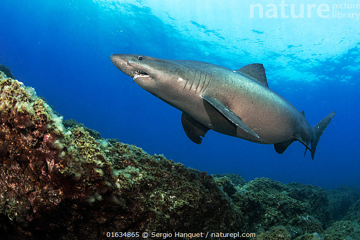 Знакомьтесь: акулы, которых можно встретить у берегов Кипра: фото 10