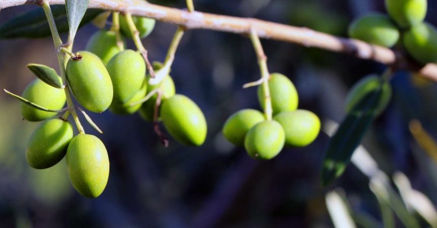 Кипрское оливковое масло - лекарство от всех болезней: фото 2