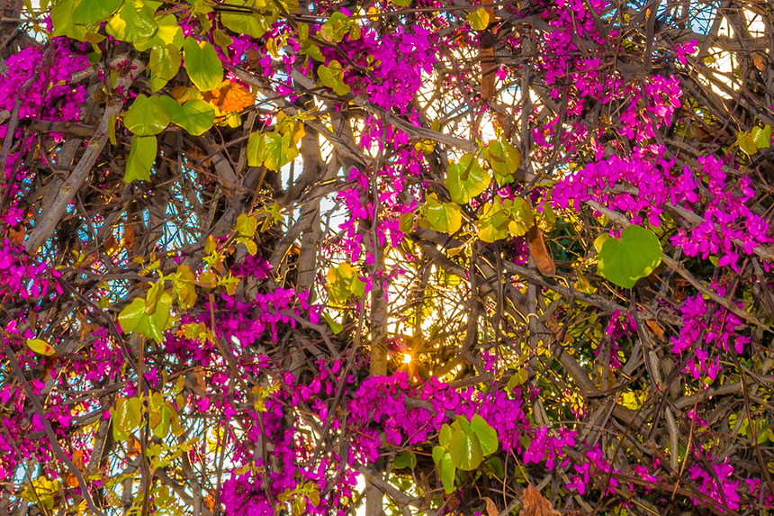 На Кипре покрылось цветами волшебное Иудино дерево!: фото 19