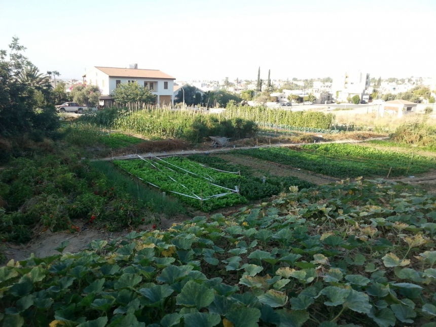 Фермерские рынки на Кипре: фото 13