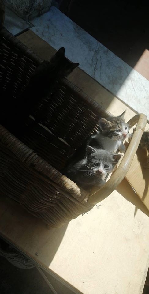 Милые котята ищут дом - пожалуйста, поделитесь информацией!: фото 7