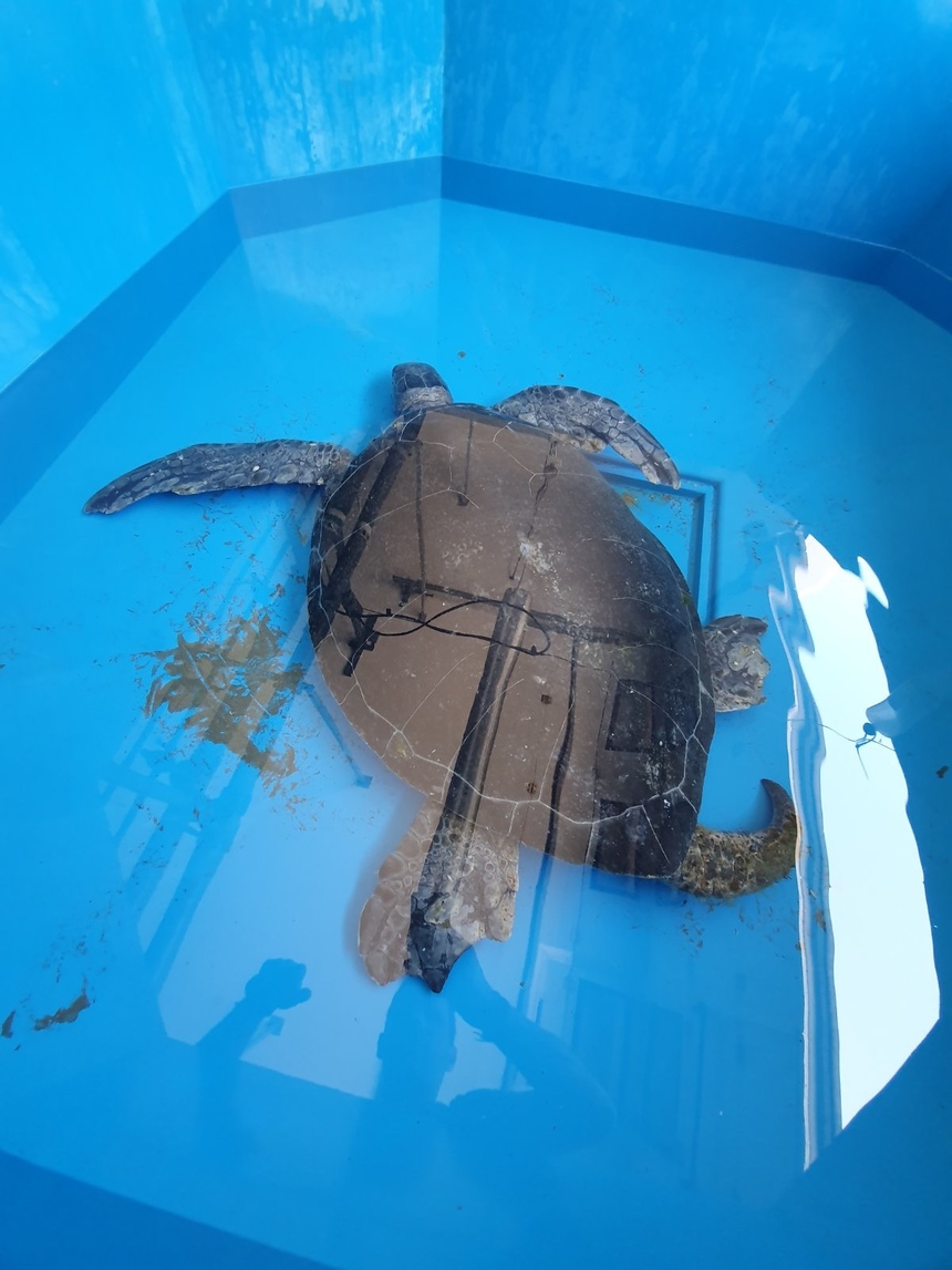 На побережье Ларнаки нашли огромную черепаху: фото 2