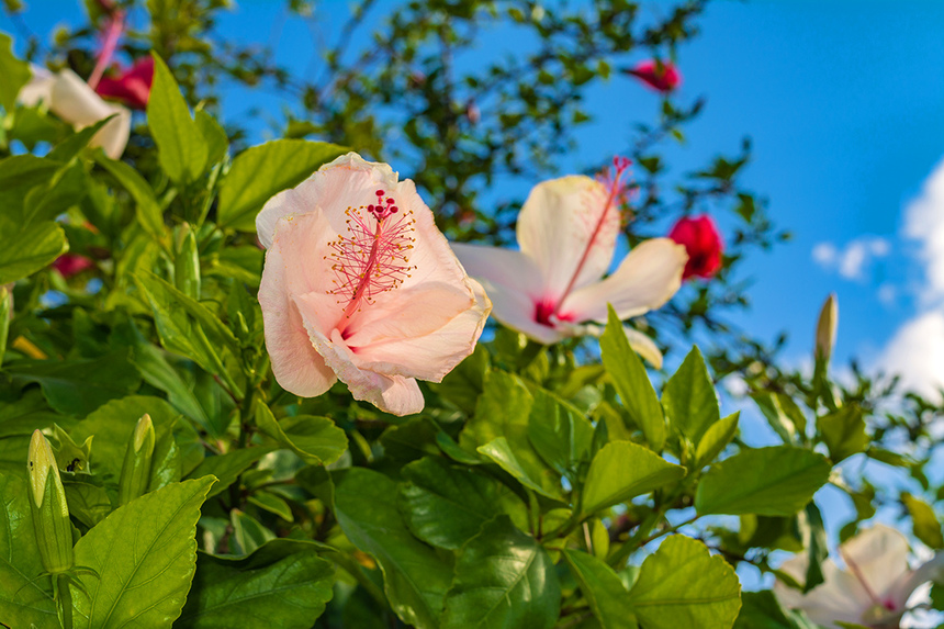 Красочные цветущие кипрские гибискусы : фото 21