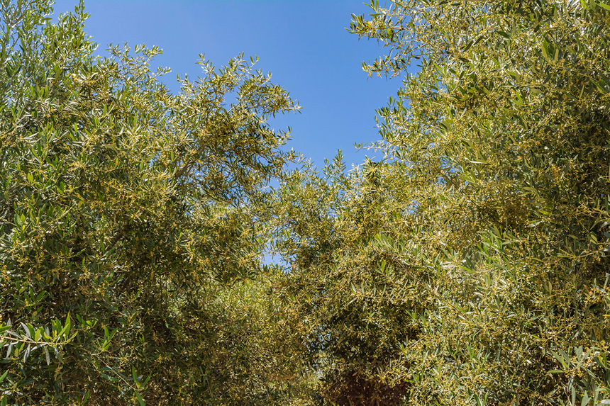 В мае на Кипре в цвету оливковые деревья! : фото 28