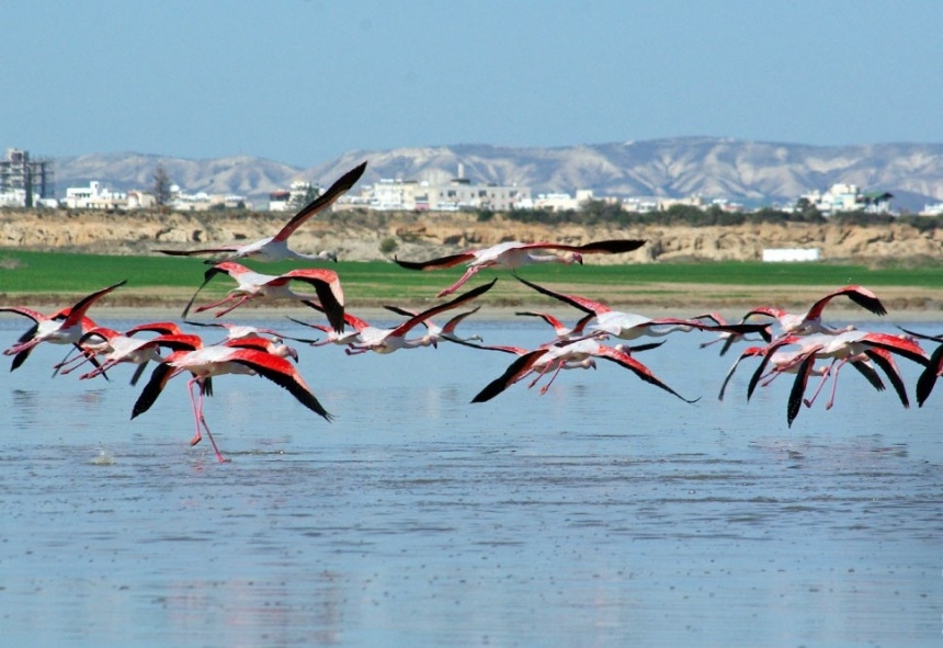Птицы цвета заката: розовые фламинго на Кипре: фото 2