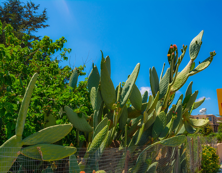 На Кипре цветет вкусный кактус опунция! : фото 12
