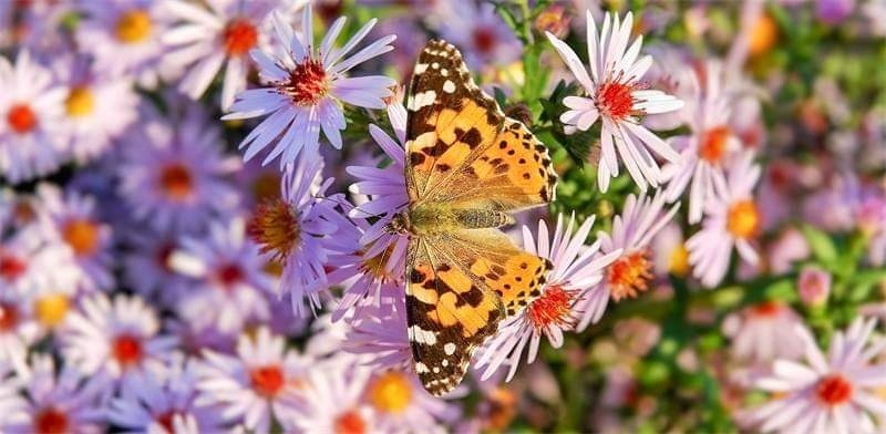 Внимание! 10 миллионов бабочек в небе над Кипром: фото 4
