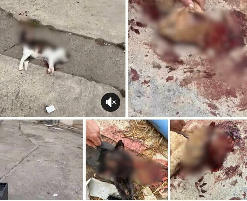 В Пафосе варварски убили 5 кошек: фото 2