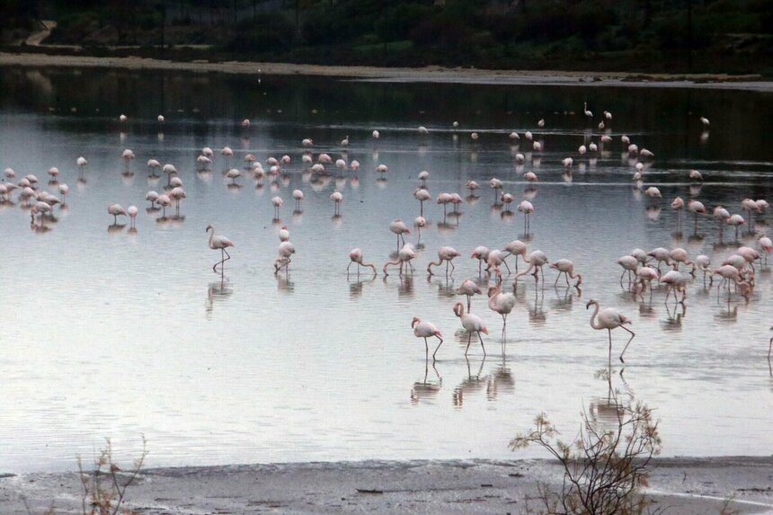 На Кипр прилетели тысячи фламинго: фото 2