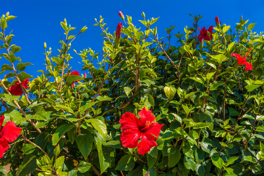 Красочные цветущие кипрские гибискусы : фото 42