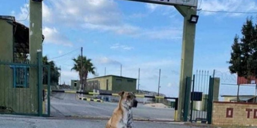 В Айя-Напе публично пытали военную собаку: фото 3