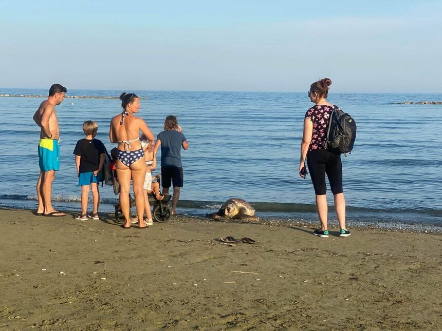 В деревне у Ларнаки выбросило на берег мертвую черепаху : фото 2