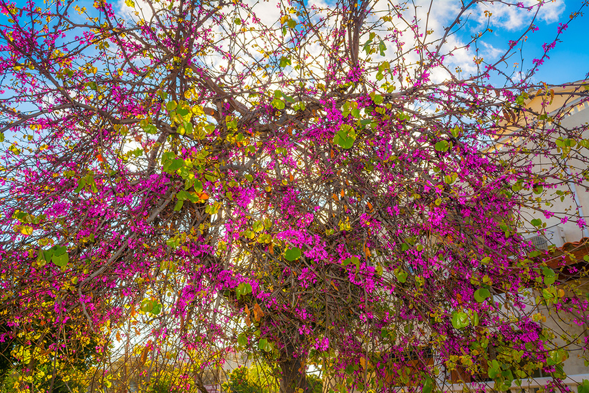 На Кипре покрылось цветами волшебное Иудино дерево!: фото 18