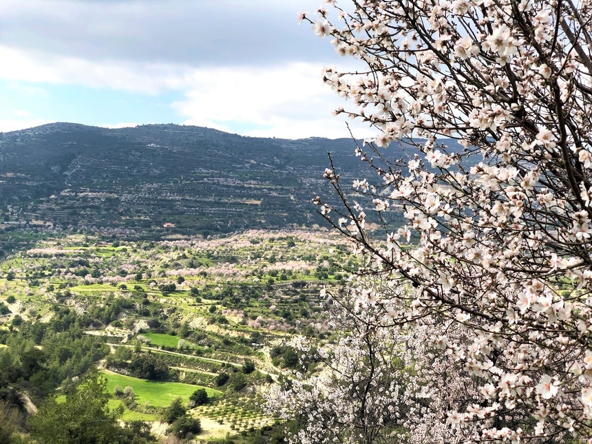 На Кипре в разгаре волшебное и фантастически красивое время цветения миндаля: фото 7