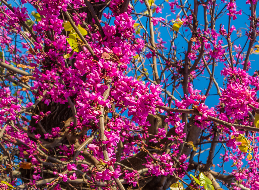 На Кипре покрылось цветами волшебное Иудино дерево!: фото 15