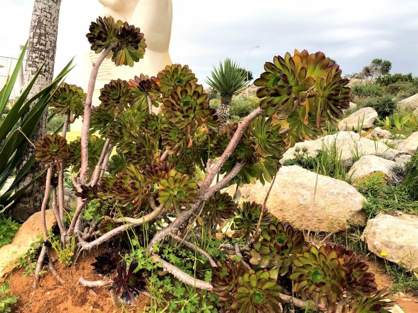 Ayia Napa Cactus Park - парк кактусов, средиземноморских растений и суккулентов в Айя-Напе: фото 4