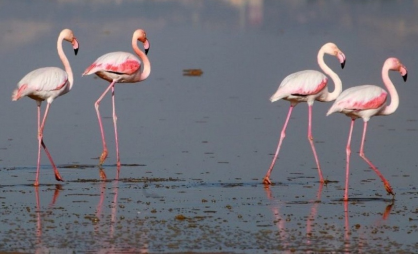 На соленое озеро Алики в Ларнаке прилетели фламинго (фото и видео): фото 2