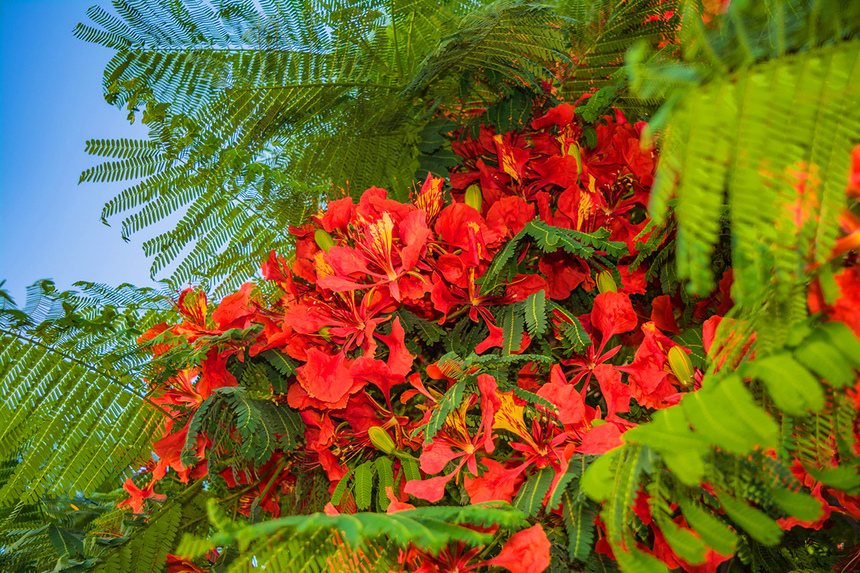 Делоникс королевский — прекасное цветущее дерево на Кипре: фото 21