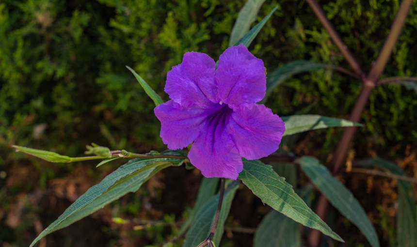 Кипрская руэллия с декоративными бархатистыми цветами: фото 6