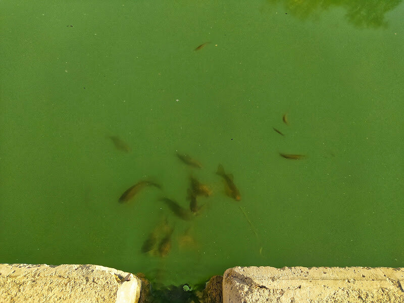 Рыбы плавают в зеленой воде