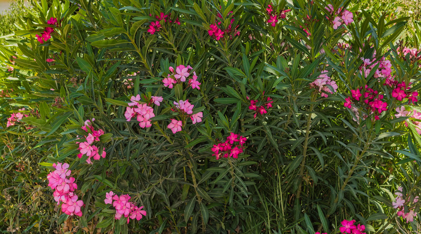 Олеандр — кипрский цветок-загадка: фото 18