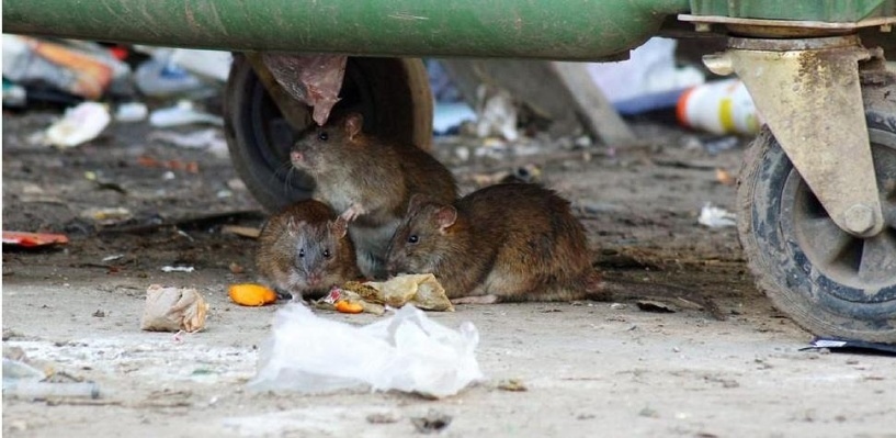 Минздрав заявил о нашествии крыс в Фамагусте: фото 3