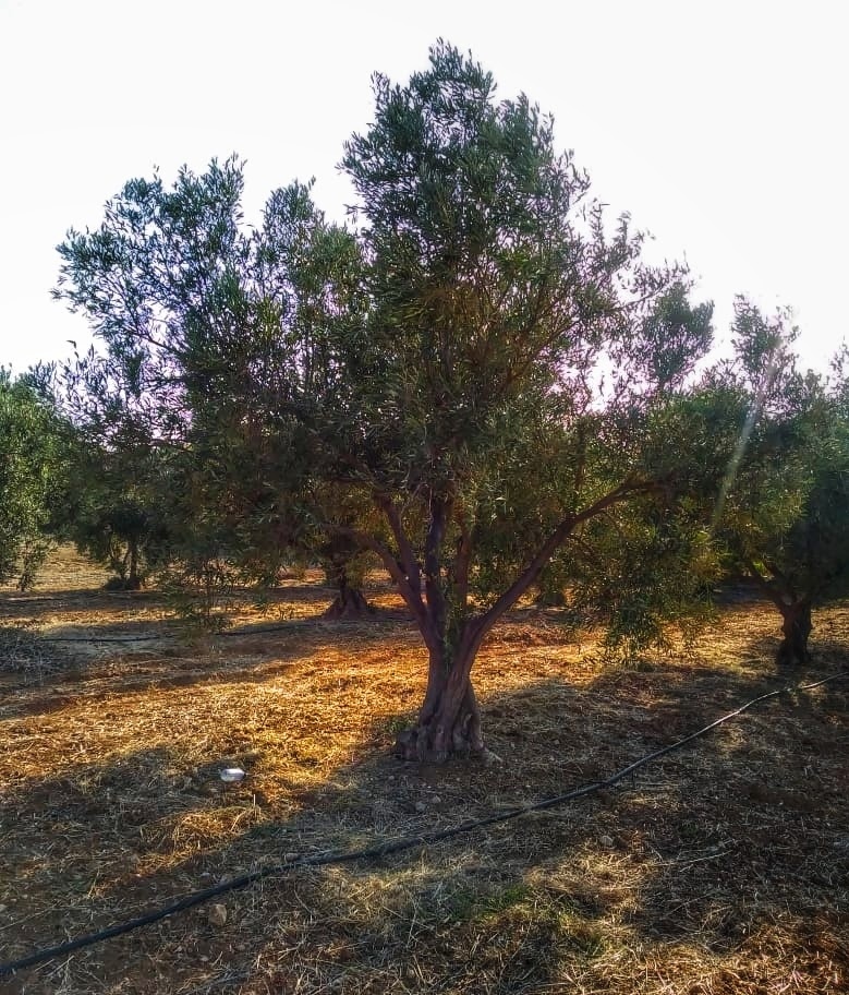 Легенды Кипра. Оливковое дерево.: фото 13