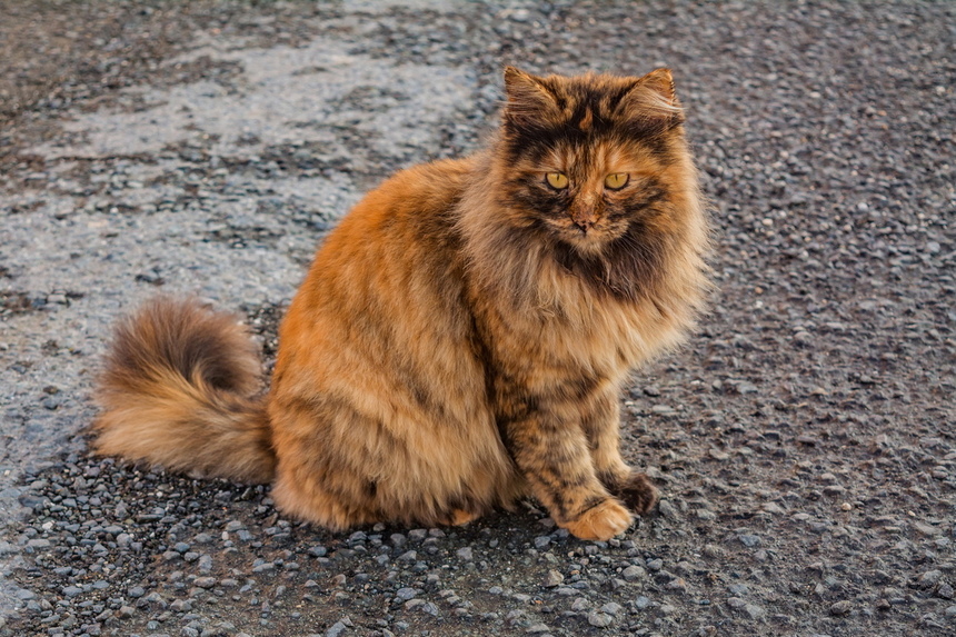 Пушистое чудо: кипрские кошки, которые не оставят равнодушным абсолютно никого!: фото 48
