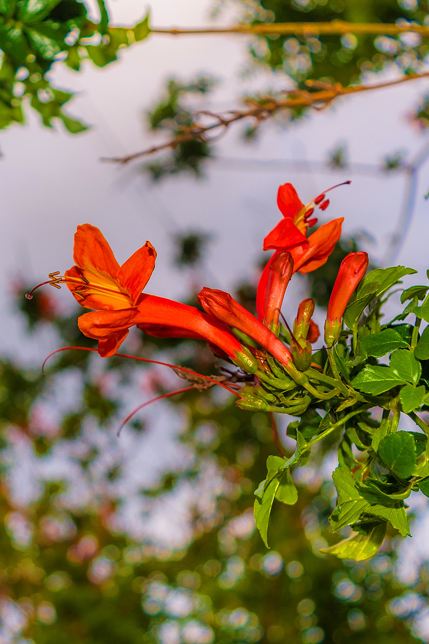 Цветущий Кипр весной: Текомария капская: фото 11